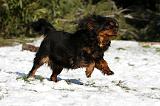 CAVALIER KING CHARLES 511